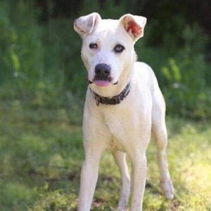 Pending trade. Dreamcatcher purse charm large size